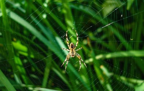spider on a web