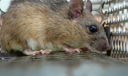 Rodent Control