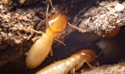 Termite Management