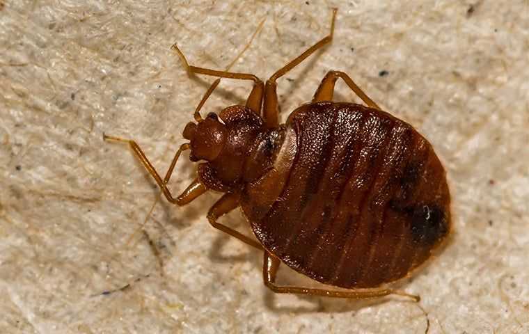 bed bug up close