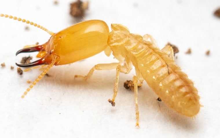 termite destroying wood