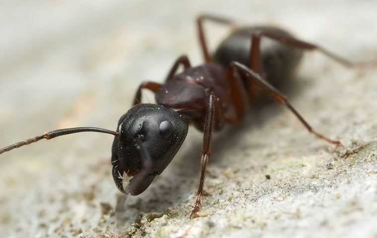 black carpenter ant